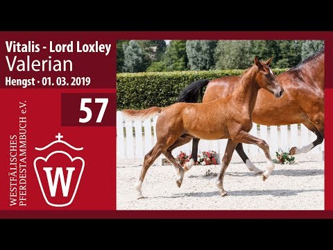 57 Valerian Hengst v. Vitalis - Lord Loxley