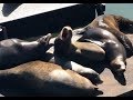 Large Sea Lions Barking And Fighting With Each Other