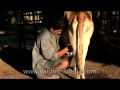 Collecting Milk From A Cow S Udders