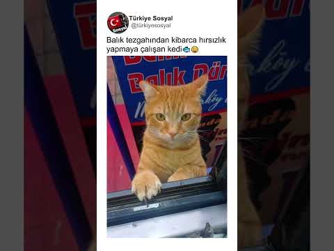 Balık Tezgahından Sessizce Hırsızlık Yapmaya Çalışan Kedi🤣😂
