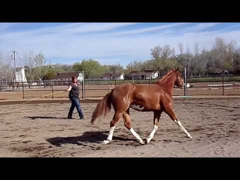 The Ultimate Kruzer Longeline 1