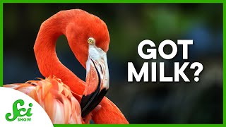 6 Animals That Aren’t Mammals and Produce "Milk"