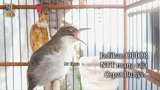 Download lagu Opior Paruh Tebal Ngeriwik Sambung Ngeplong mp3