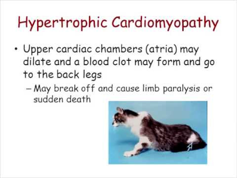 Dr. Kate Meurs: SPHYNX CARDIOMYOPATHY