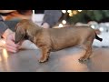 Miniature Dachshund dogs for sale: Crystal - Video 1