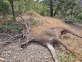 08/17/2024 - A Zone Deer Hunting - My First Buck Ever!