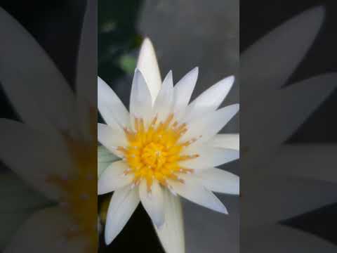 🅱︎🅴︎🅰︎🆄︎🆃︎🅸︎🅵︎🆄︎🅻︎ 𝖑𝖔𝖙𝖚𝖘 𝖕𝖔𝖓𝖉.