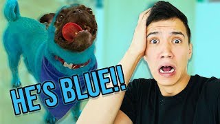 MY BROTHER TURNED MY DOG BLUE