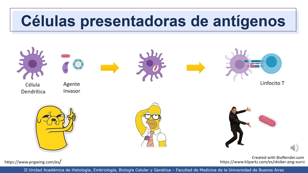 VIDEHISTO #19 | Inmune - Generalidades del sistema inmune