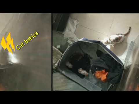 Belogs Vlog (Cat Babies)