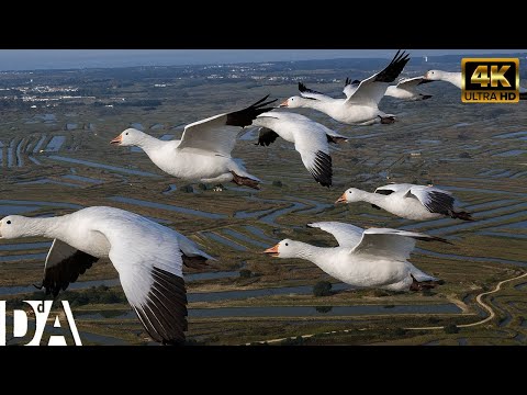 Migración Salvaje de las Aves | El Viaje Más Peligroso hacia la Vida | DocuAnimales