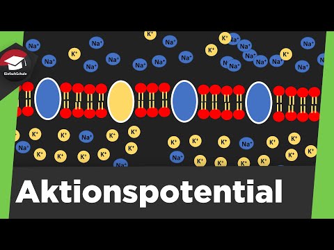 Action potential explained simply - classification, process and summary of action potential!