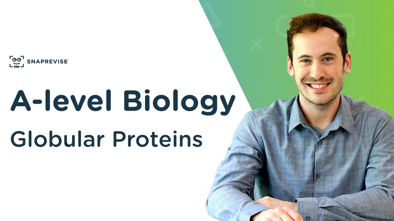 Globular Proteins | A-level Biology | OCR, AQA, Edexcel