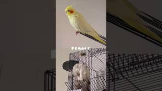 Download lagu Female Vs Male Cockatiel Whistle mp3 Download lagu Female Vs Male Cockatiel Whistle mp3