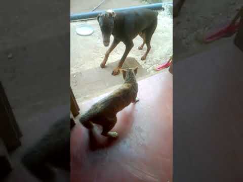 three cats vs doberman dog
