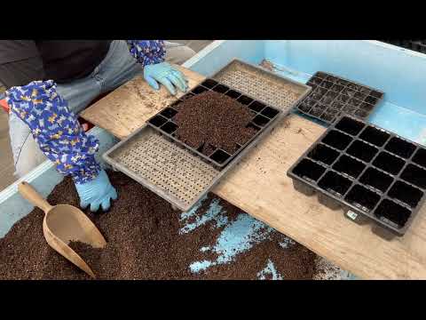 秋の菜園 – 7月から8月に種を蒔いたり植えたりするのに最適な野菜  庭園