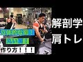 【肩トレ】【筋トレ初心者向け】デカくて立体的な肩を作るには?