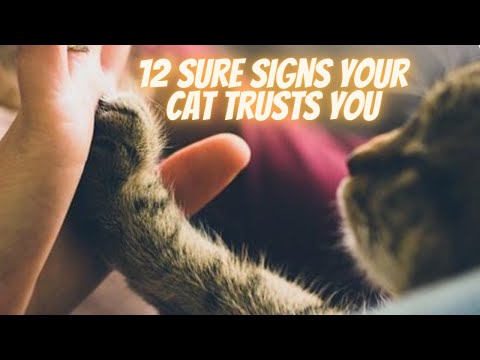 12 Sure Signs Your Cat Trusts You