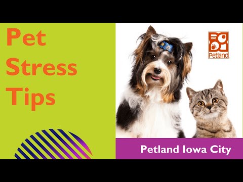 Is Your Pet Stressed?