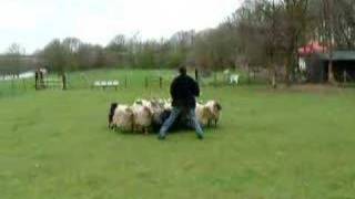 preview picture of video 'jaydee schapendrijven'