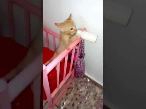 La prevenzione misura con helminths alla persona Che eliminare vermi a gattini