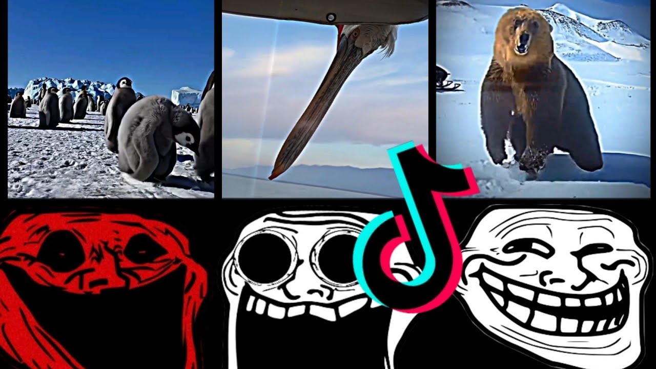 🥶 Coldest TrollFace Compilation 🥶 Troll Face Phonk Tiktoks 🥶 Coldest Moments Of All TIME #4