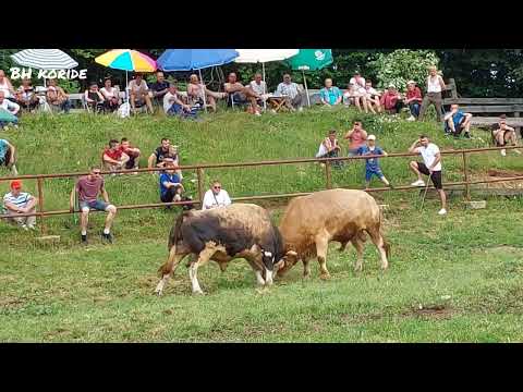 GOLUB & RUŠKO Vidikovac 2022