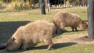 癒しのカピバラ　無の境地