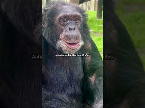 ¿Qué pasó con BUBBLES?🙉El Chimpancé de Michael Jackson‼️#michaeljackson #michael