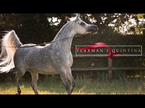FLAXMAN'S QUINTINA - (WH Justice x Magnola K.A.), 2018 Mare