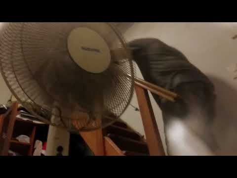 Ernesto Díaz, Alessandro Podestá y Guzmán Rivero - Cobra de dos cabezas