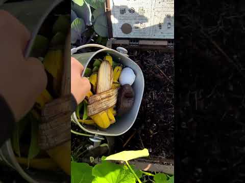 Recycle food scraps, create thriving garden! 🌱 Composting is easy, reduces environmental impact and