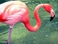 Animal Kingdom Disney World Safari Ride Flamingos