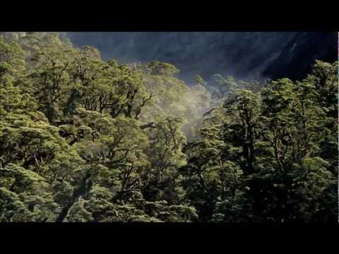 DarkShire - Rain Forest (Part 1)