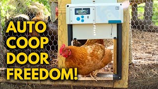 The Best Upgrade for Any Chicken Coop! 🐔