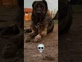 Kangal Can T Be Scary
