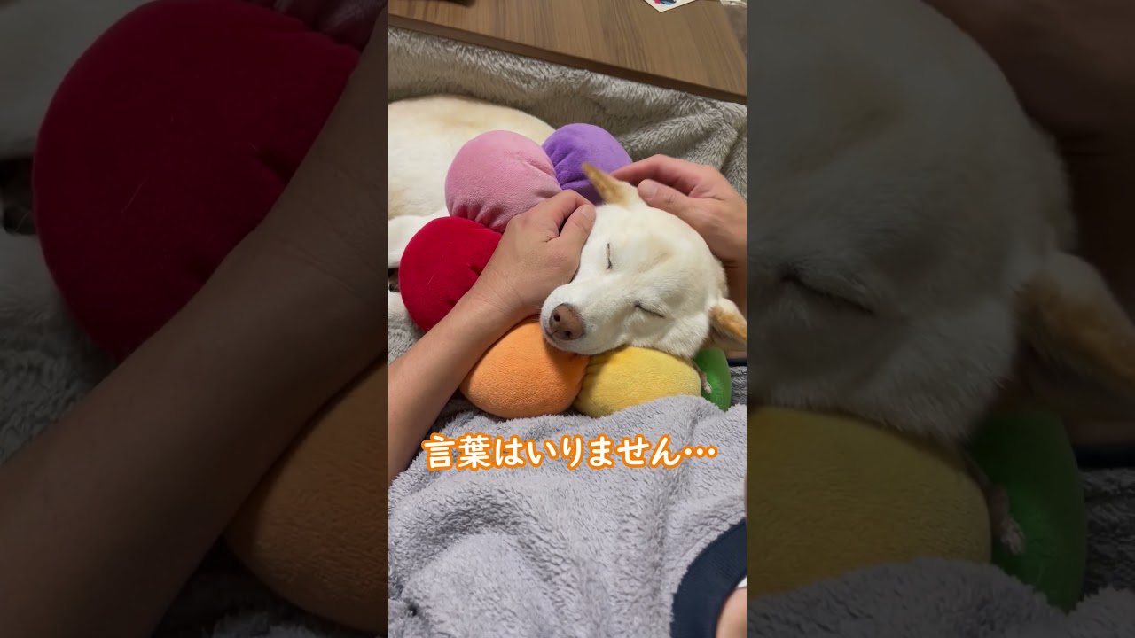 飼い主の抱っこの魔法！安心しきって眠る柴犬のほっこり！＃shorts