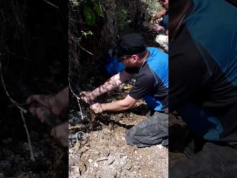 Miłków – Karbońskie odciski liści i skrzypów
