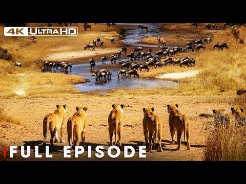 Ultimate Predators: Bloody Wars in the Pride