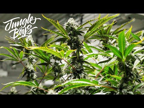 Harvest Day in the Jungle