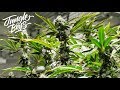 Harvest Day In The Jungle
