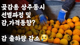 곶감용 둥시감 선별작업 / 중량단위 선별기준? / 둥시감 가격은?