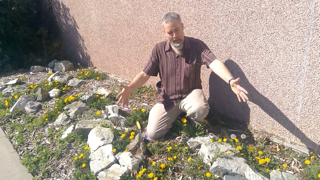 Chemical-Free Ways to Control Dandelions | Ask a Plant Doctor