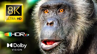 ULTIMATE ANIMAL FACTS / 4K VIDEO ULTRA HD / 60FPS Dolby Atmos