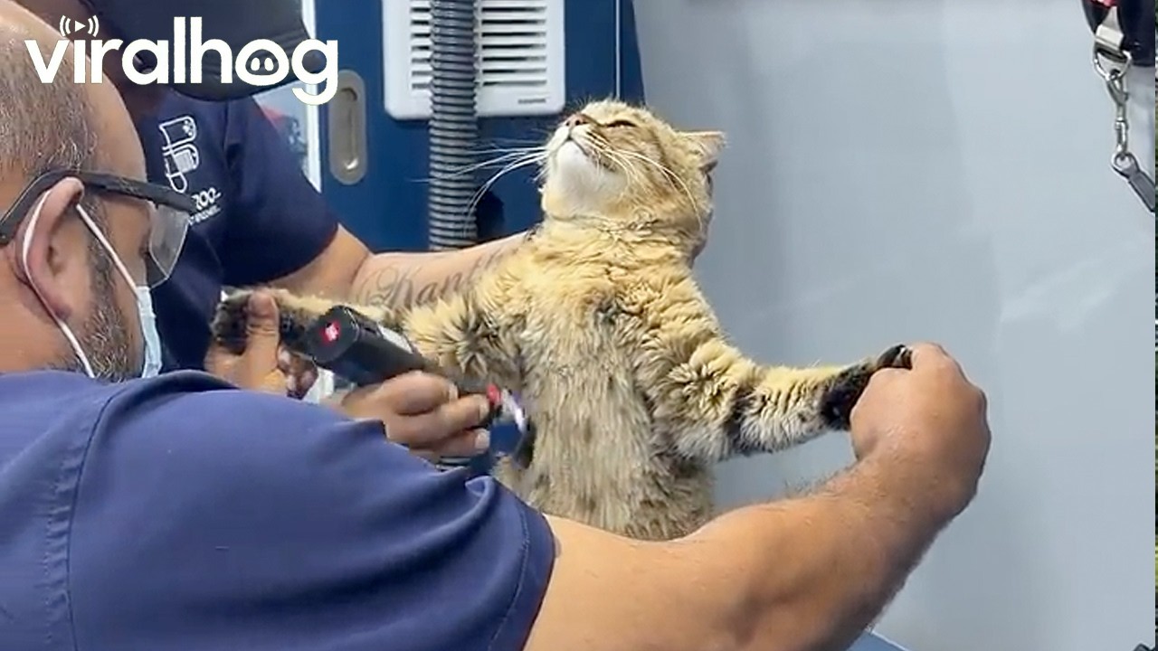 Cat Has Spiritual Experience at the Groomer || ViralHog
