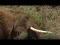 Elephant S Life Saved By Split Second Decision Secret Life Of Elephants BBC Earth