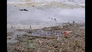 В Николаеве пересыхает единственное в городе озеро: эколог считает, что будет только хуже (фото, видео)