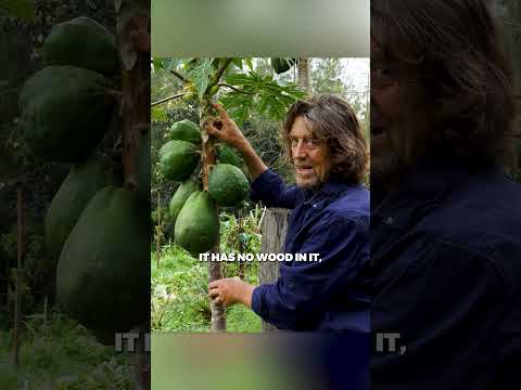 Papaya's Double Duty: Mulch & Fruit in Permaculture