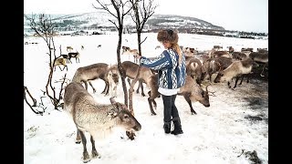 SURROUNDED BY 300 REINDEER - TROMSØ NORWAY!!