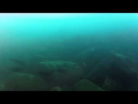 Bathybates ferox e Benthochromis tricoti